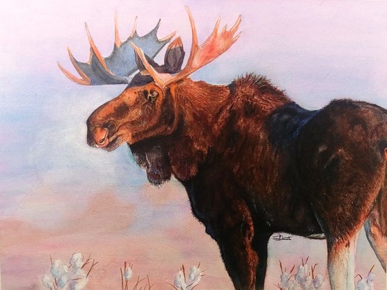 Prairie Mist - Western Moose