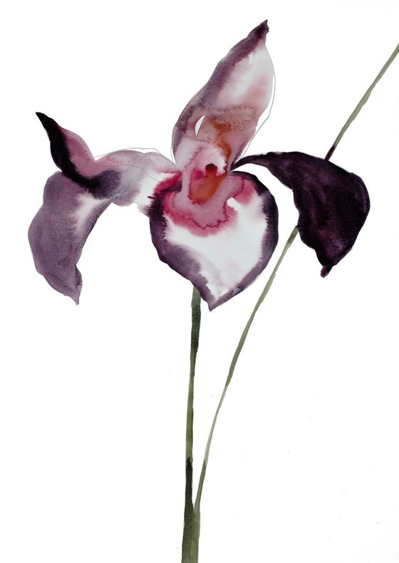 Iris No. 47