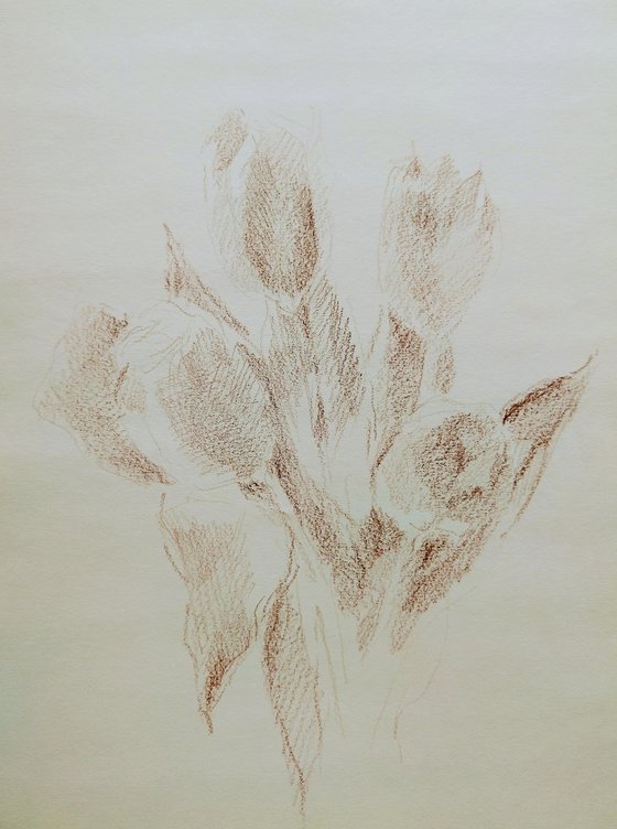 Tulipes #5. Original pencil drawing.