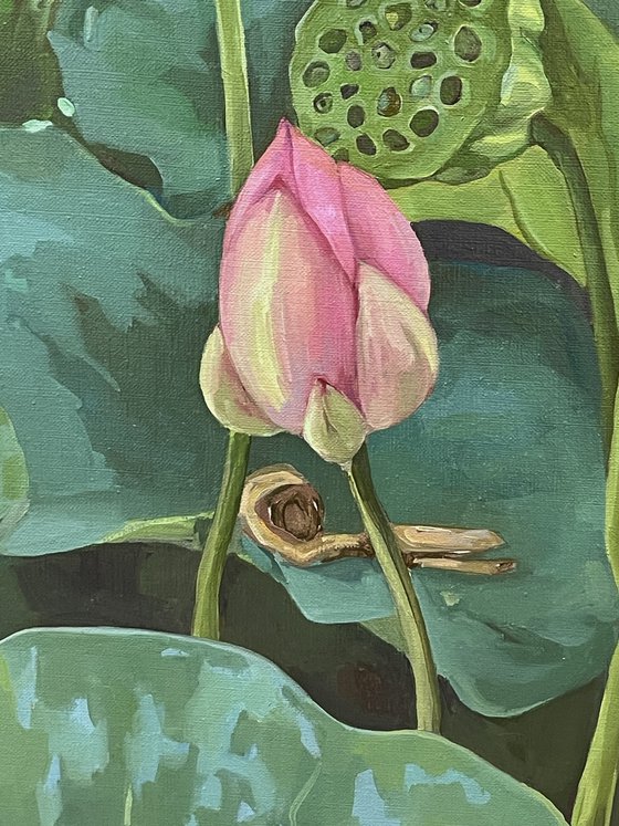 Lotus flower and pod