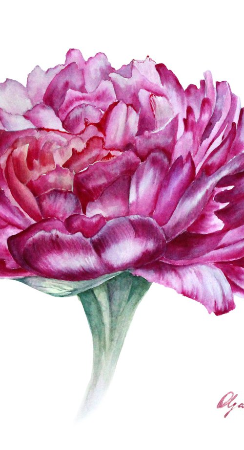 Purple peony by Olga Koelsch