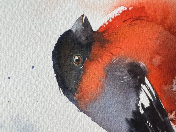 Bullfinch #2