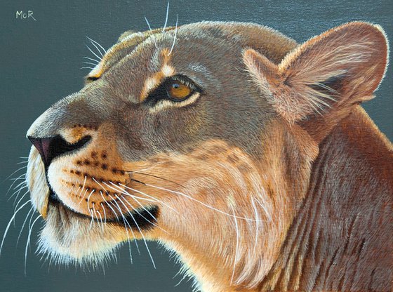 Lioness Portait