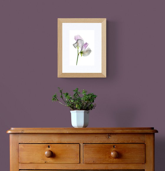 White and pink sweet pea