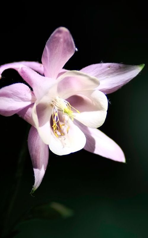 Small Pink Flower by Russ Witherington