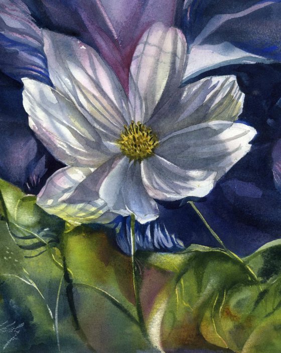 White cosmos with blue
