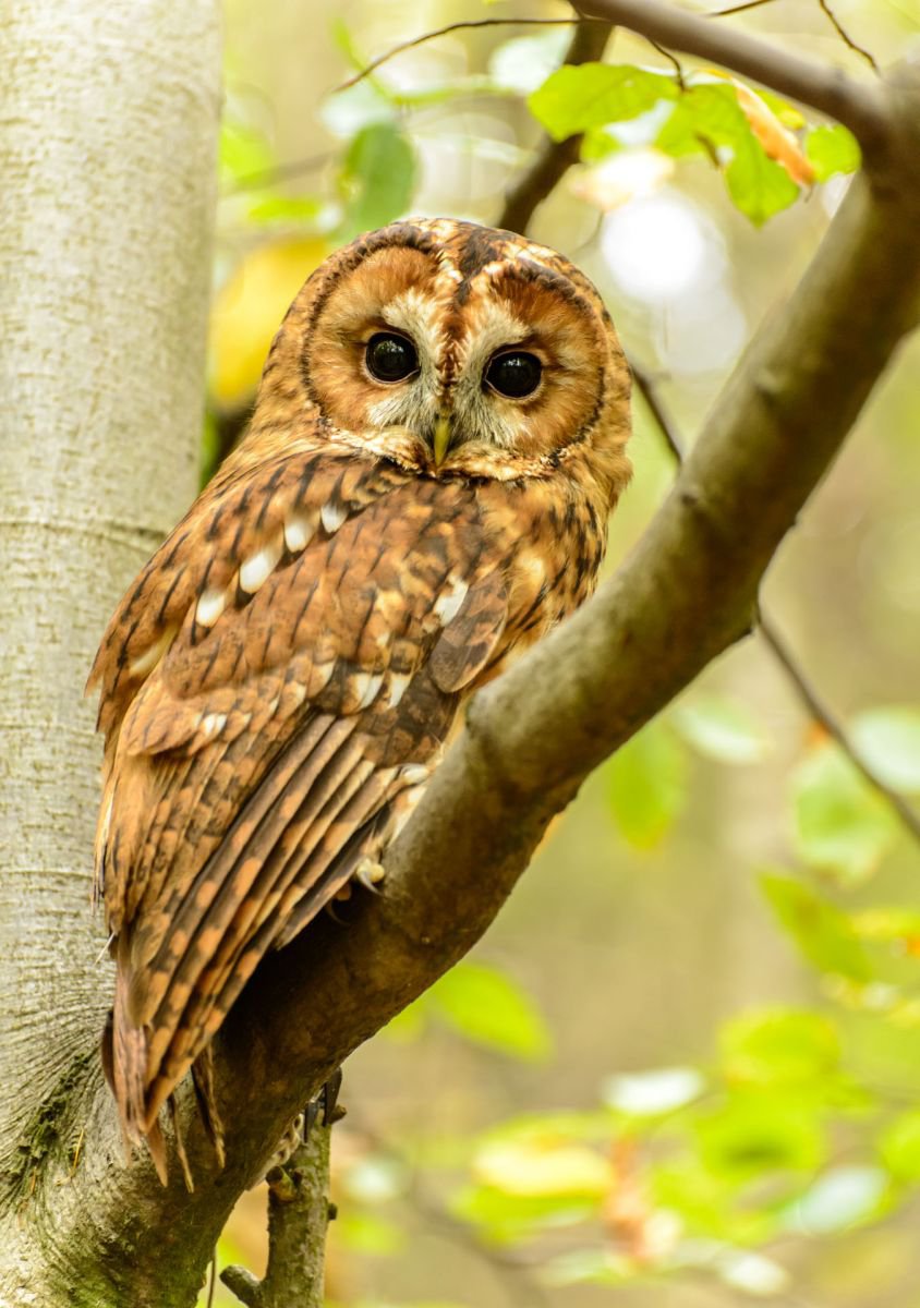 Tawny Owl  - A3 by Ben Robson Hull