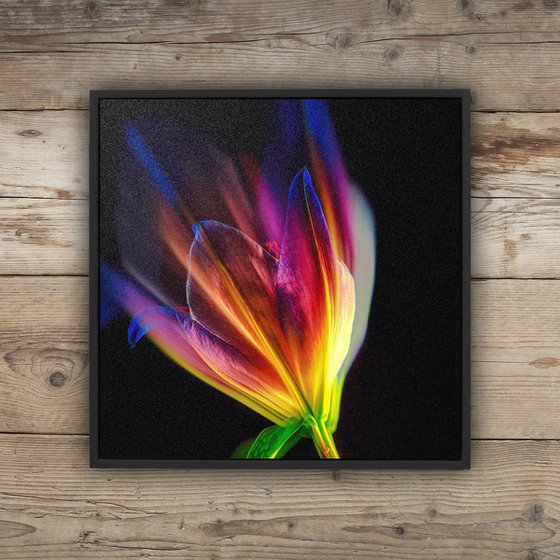 Lilies #3 Abstract Multiple Exposure Photography of Dyed Lilies Limited Edition Framed Print on Aluminium #2/10