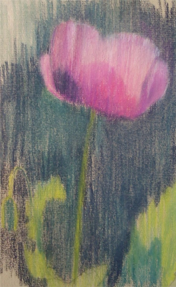 Pink Poppy by Jennifer Mackay Windle