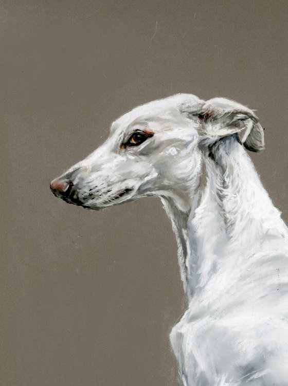 Long dog, sight hound, greyhound pastel painting