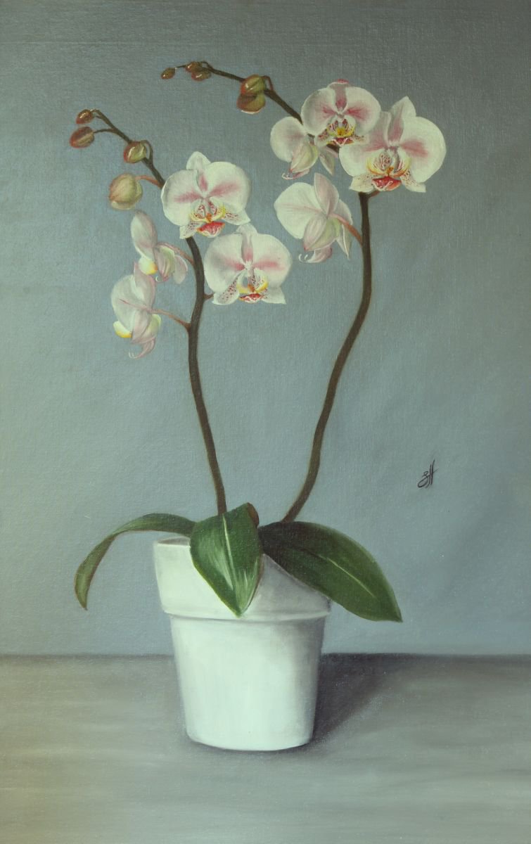 Winter Orchids by Sophie Hall