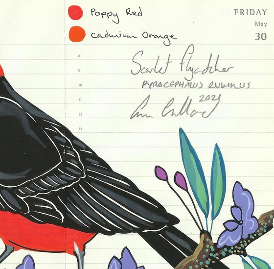 Birds of South America: Scarlet Flycatcher