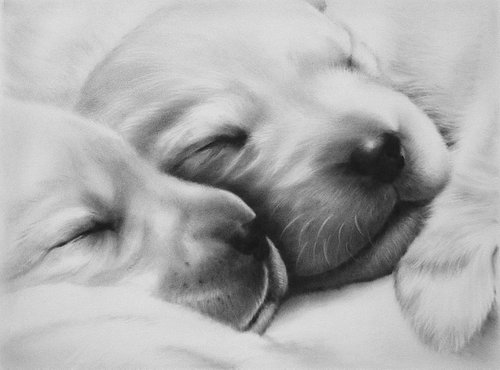 Puppies by ANNA CHOLAK