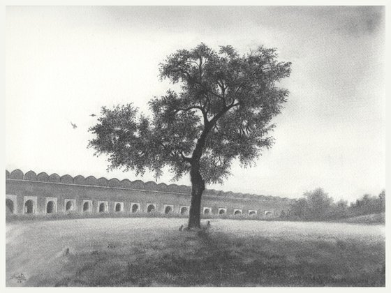 Indian Lilac Tree