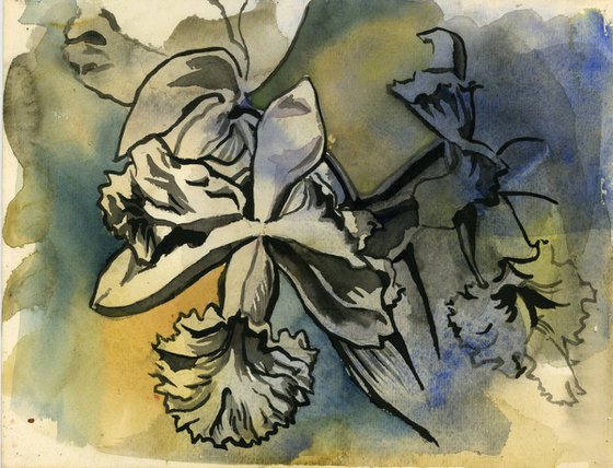 cattleya orchid in ink