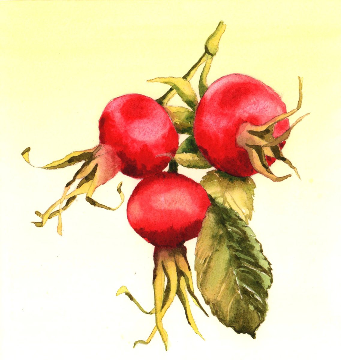 Ruby Rosehips - Watercolour by Alison Fennell