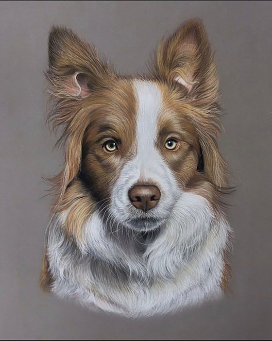 Collie Portrait