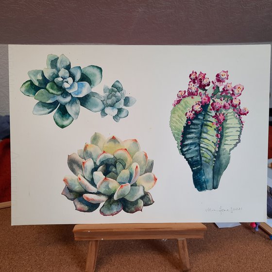 Botanical Cactus Painting - Original Watercolour Cactus