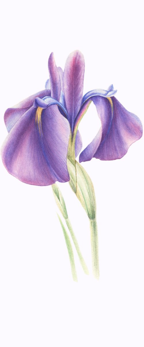 Violet Iris “Reticulata Joyce”, Original Watercolor by Alona Hrinchuk