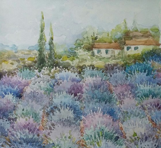 Lavender field