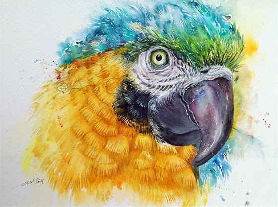 Macaw _Sunshine