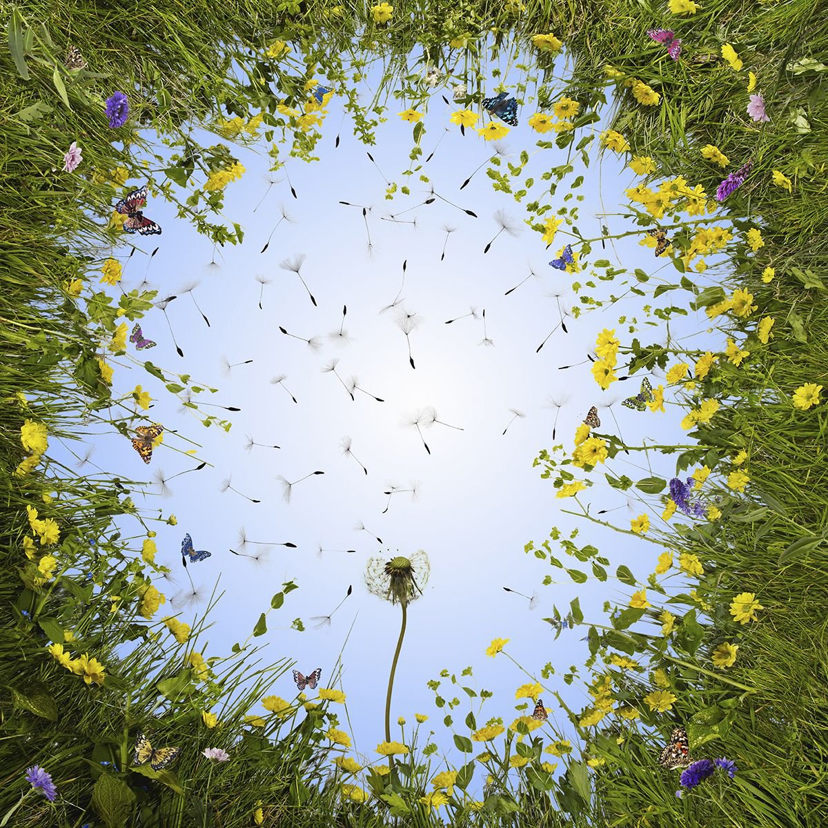 Photorealistic Botanical Photograph By Gandee Vasan, 17 X 23, Wishes Come True, Original Artwork