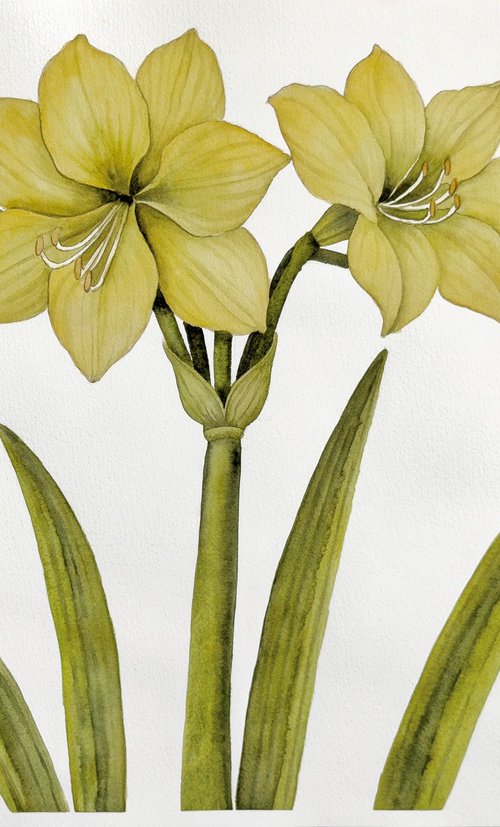 Yellow Amaryllis by Yuliia Malkina Bohuslavska