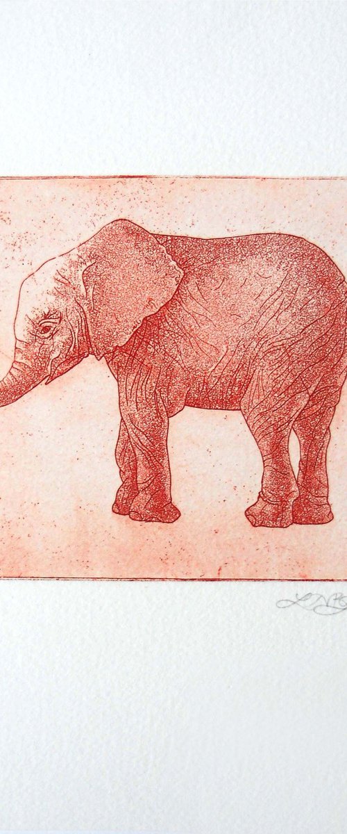 Elephant by Louise Boulton