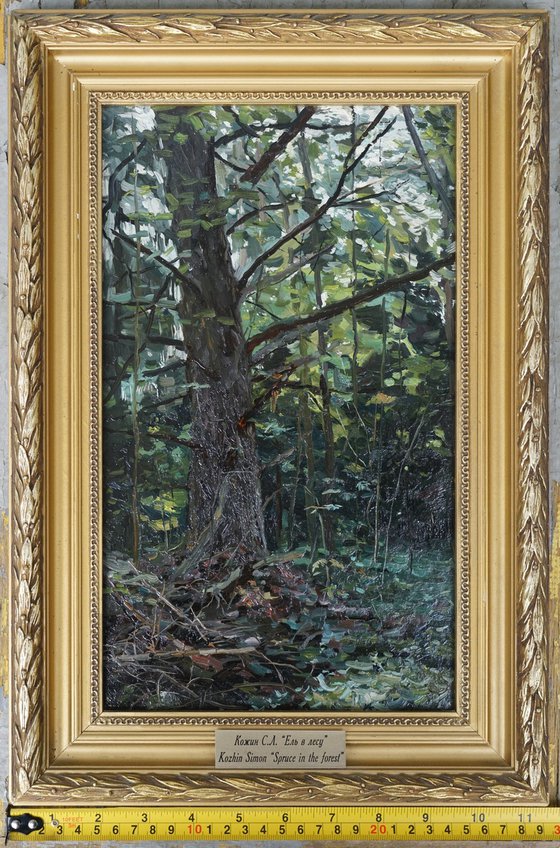 Forest. Fir-tree. Karmanovo