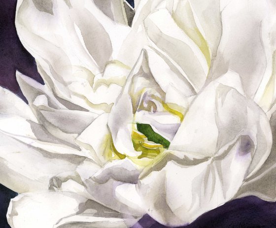 white French tulip watercolor