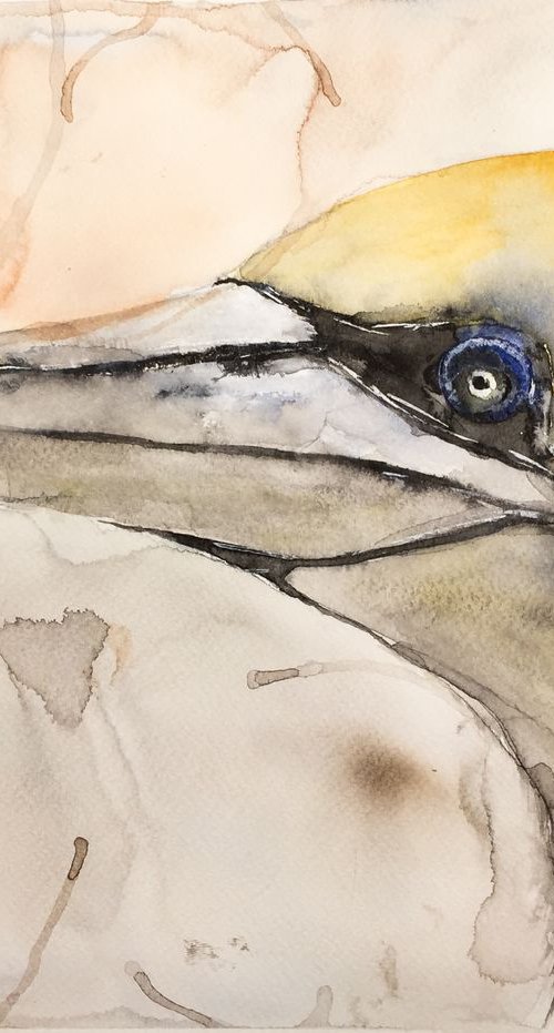 Northern gannet by Victor de Melo