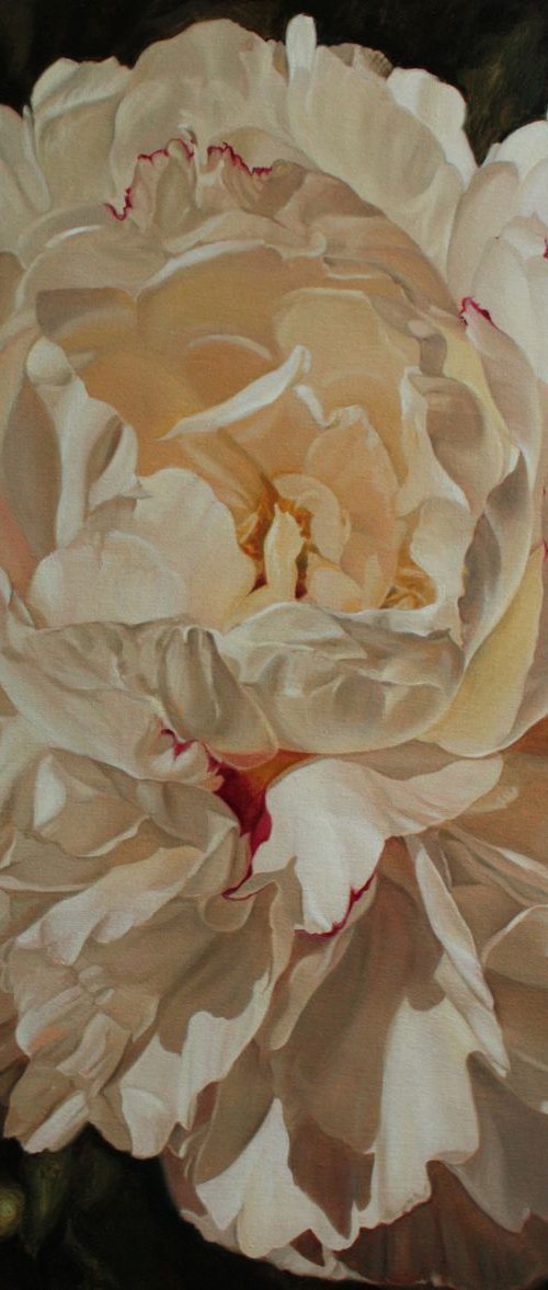 peony Festiva Maxima by Julia Diven