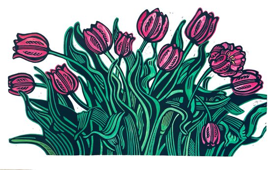 Magenta Tulip