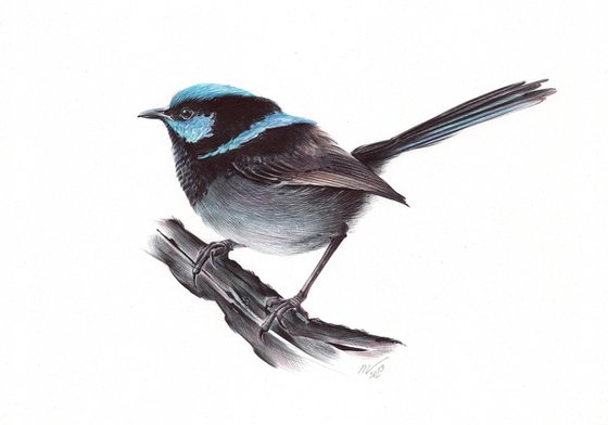 Superb Fairywren - Bird Portrait (Realistic Ballpoint Pen Drawing)
