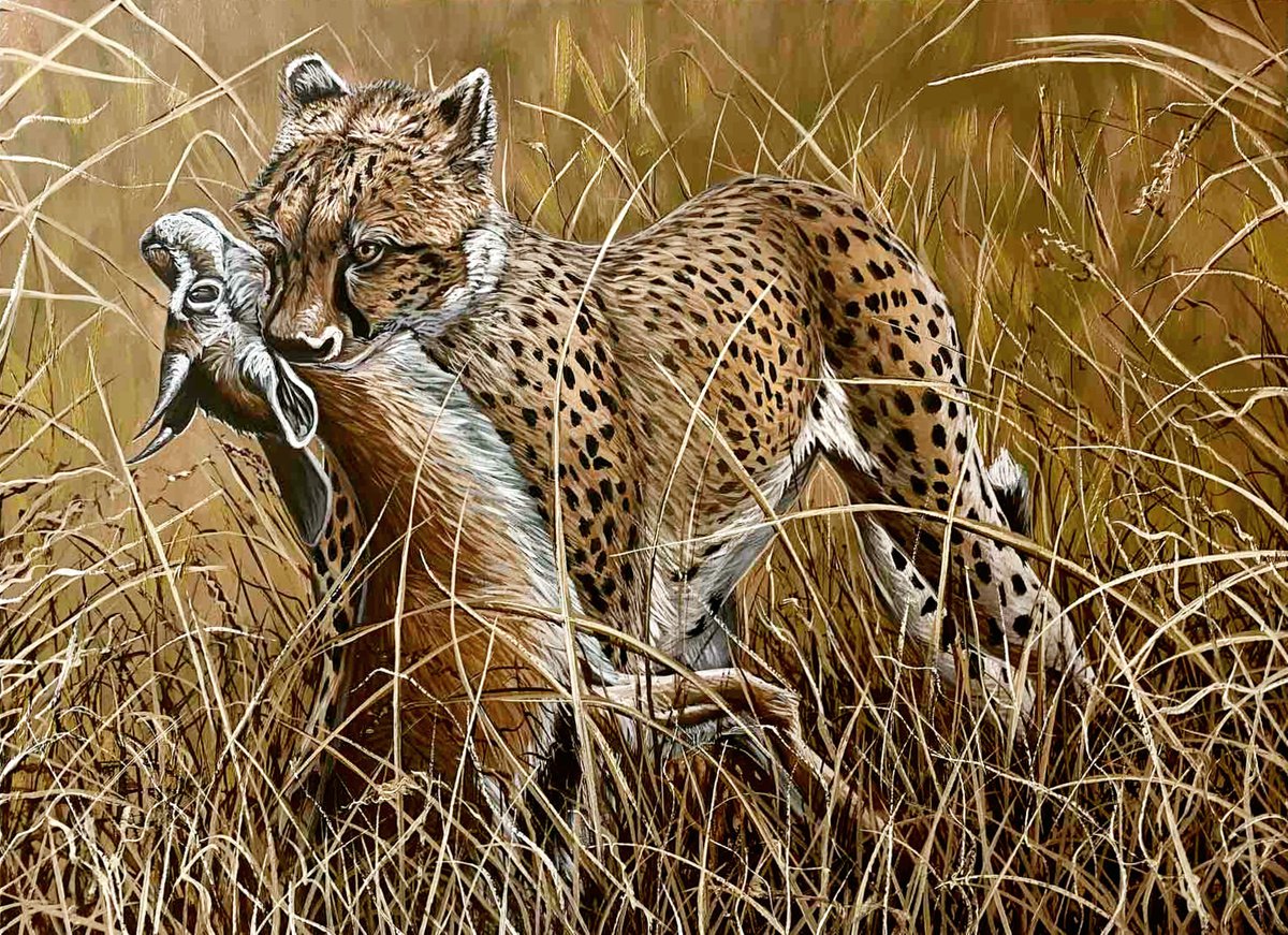 Cheetah carries off a Thomson