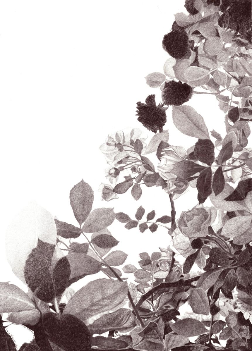 Photorealistic Botanical Pencil Drawing By Nives Palmic, 22 X 30", Roses In Twilight, Original Artwork