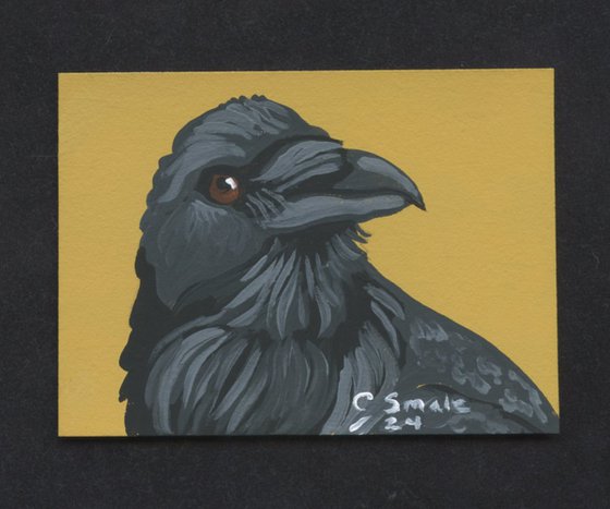 Crow Raven Bird