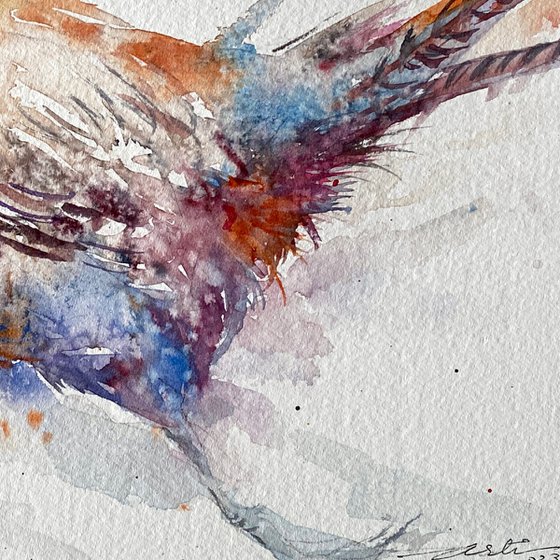 Run for it _ Pheasant