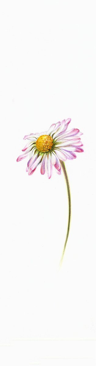 Marguerite - from my Wildflowers Bookmarks Collection by Katya Santoro