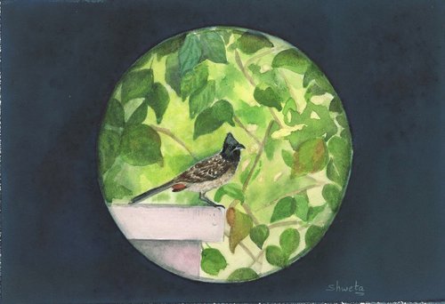 Indian Bulbul Bird by Shweta  Mahajan