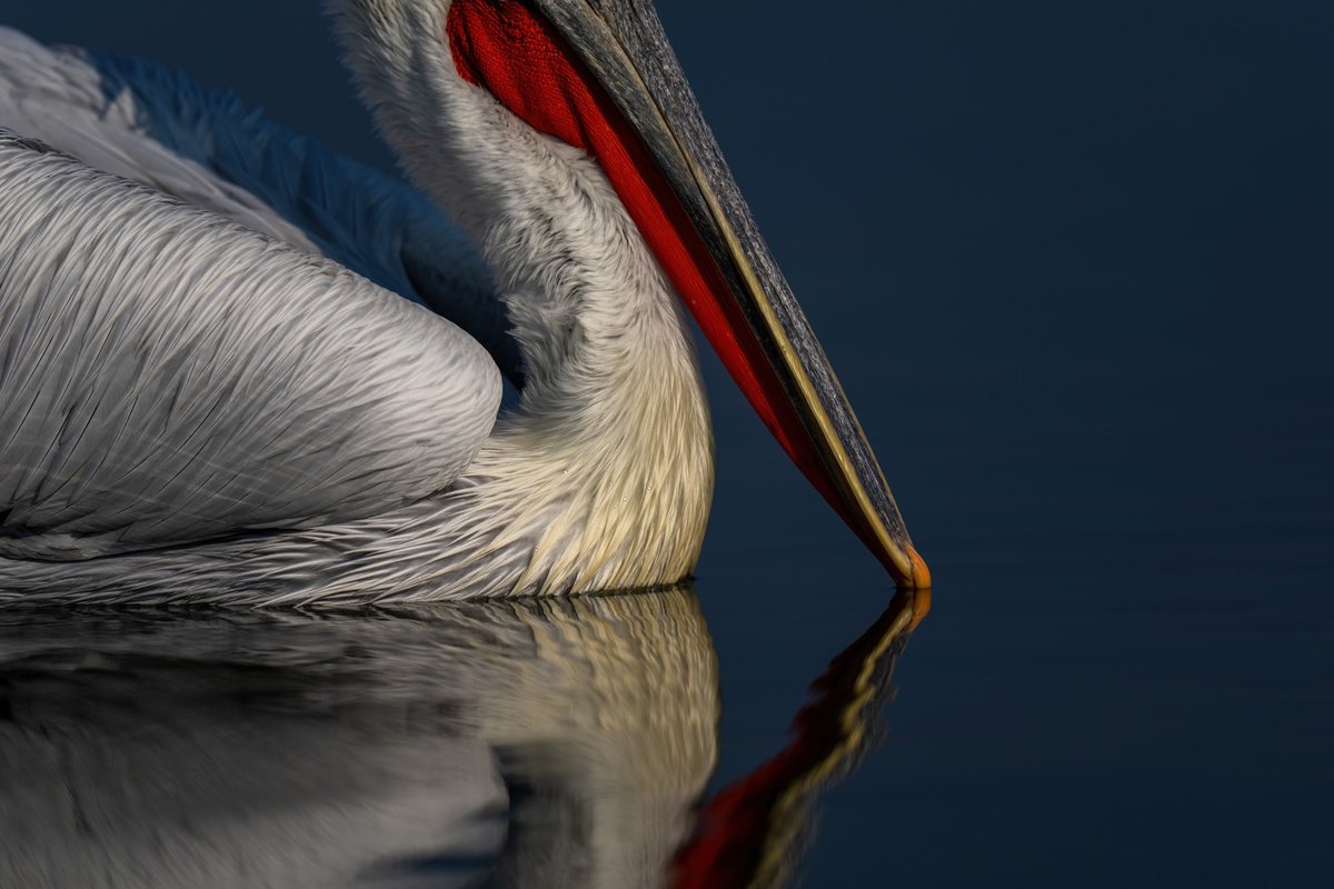 Photorealistic Animal Photograph By Nick Dale, 53 X 38", Eyeless In Greece, Original Artwork