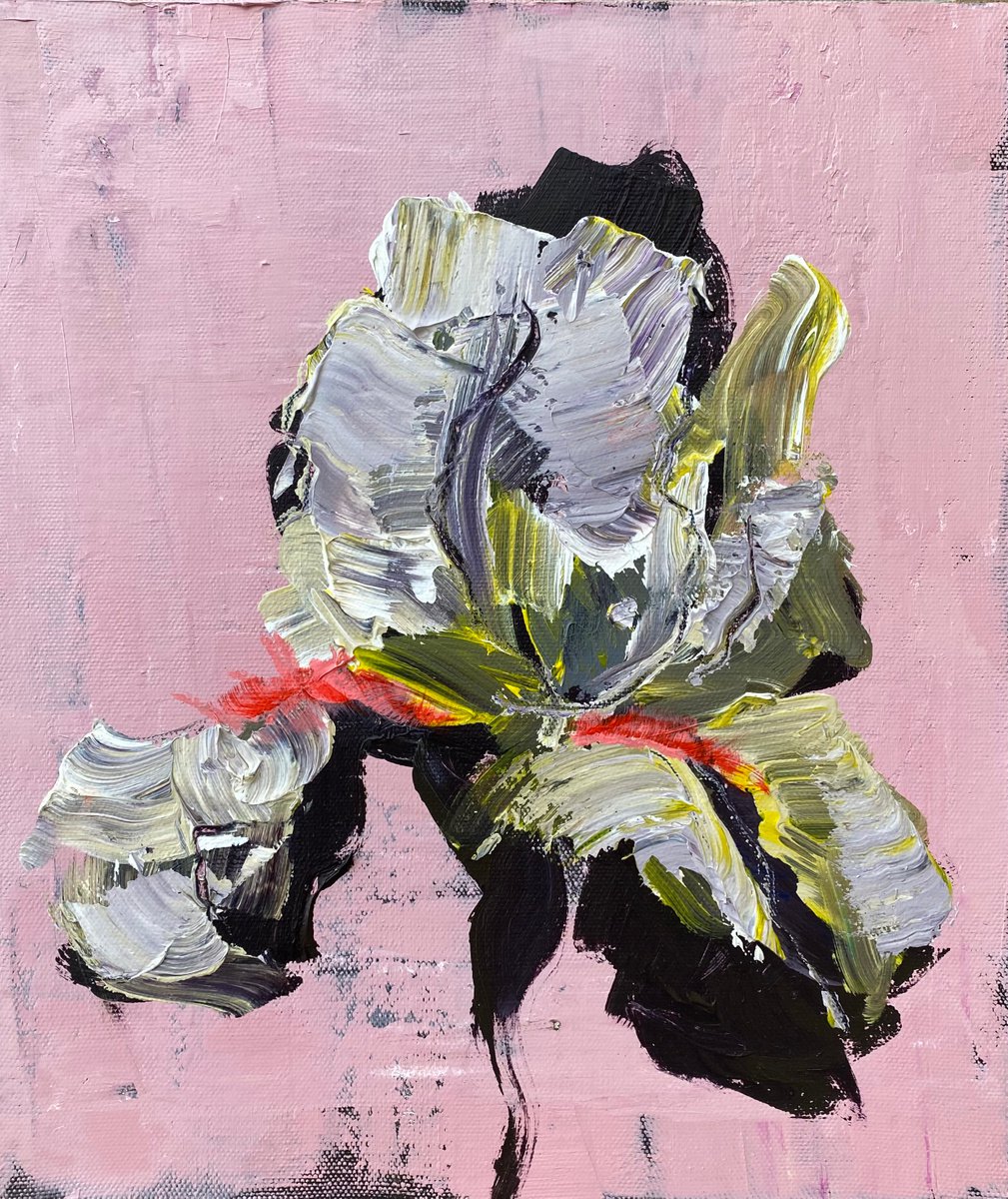 Iris on pink by Oksana Petrova