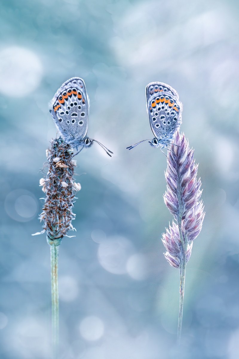 Animal Photograph By Paul Nash, 16 X 24", Face Off, Original Artwork