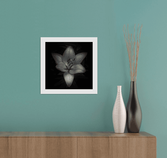 Lily Blooms Number 7 - 12x12 inch Fine Art Photography Limited Edition #1/25