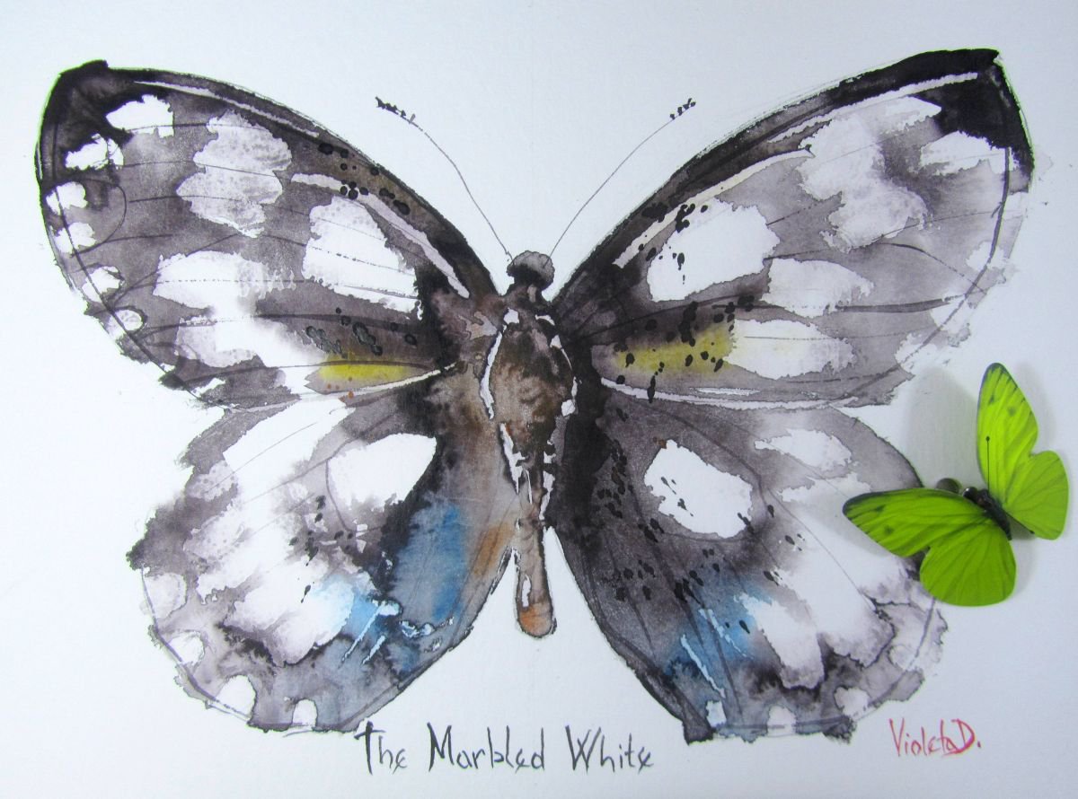 The Marbled White (Melanargia galatea) by Violeta Damjanovic-Behrendt
