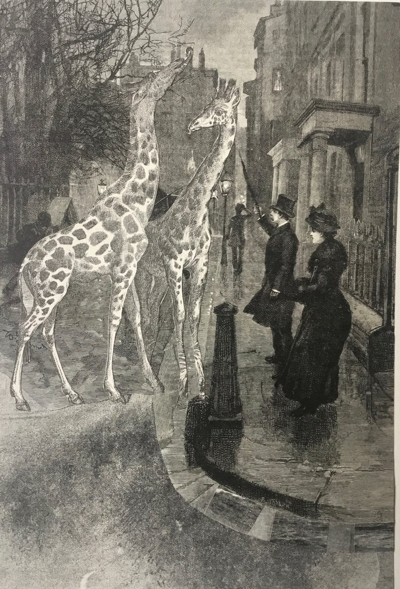 Surrealistic Portrait Collage By Tudor Evans, 6 X 10", Two Giraffes In Mayfair, Original Artwork