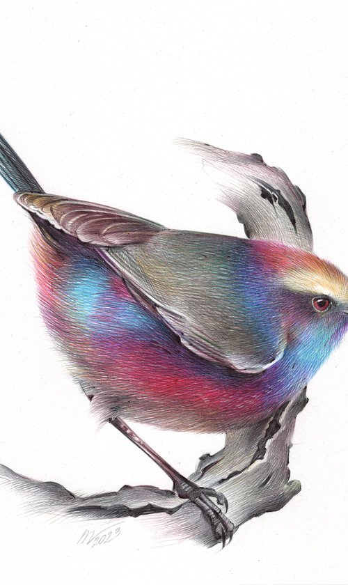 White-browed Tit-warbler by Daria Maier