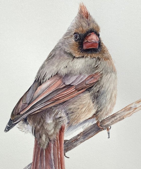 Cardinal lady