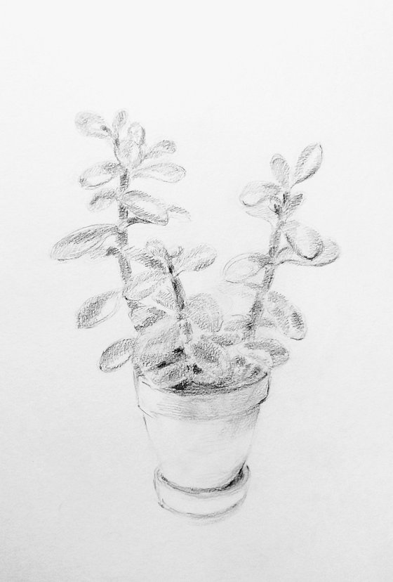 Money Tree #1. Original pencil drawing. 2020