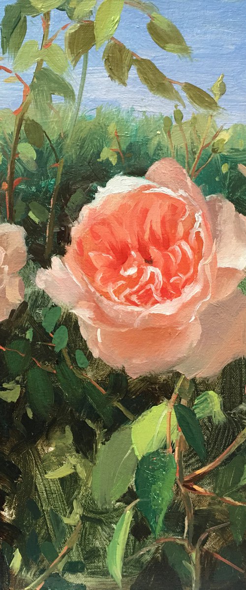 Rose Garden #05 by Ling Strube